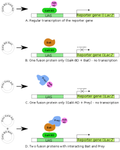 Schematic representation of the two hybrid test in yeast