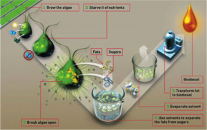 Schema del processo di produzione di biodiesel dalle microalghe